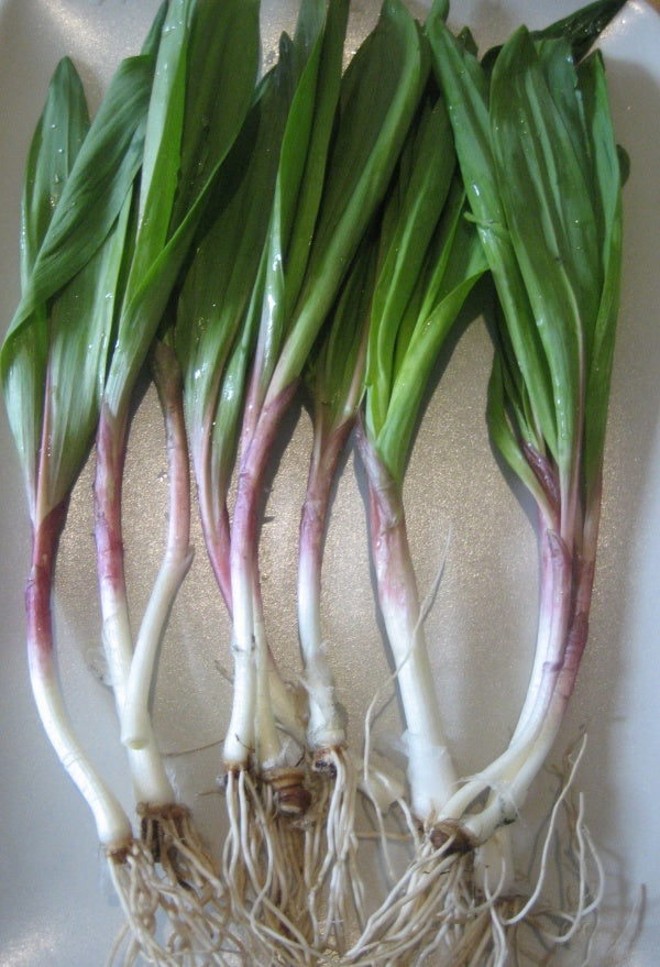 Spring Time is Ramp Soup Time