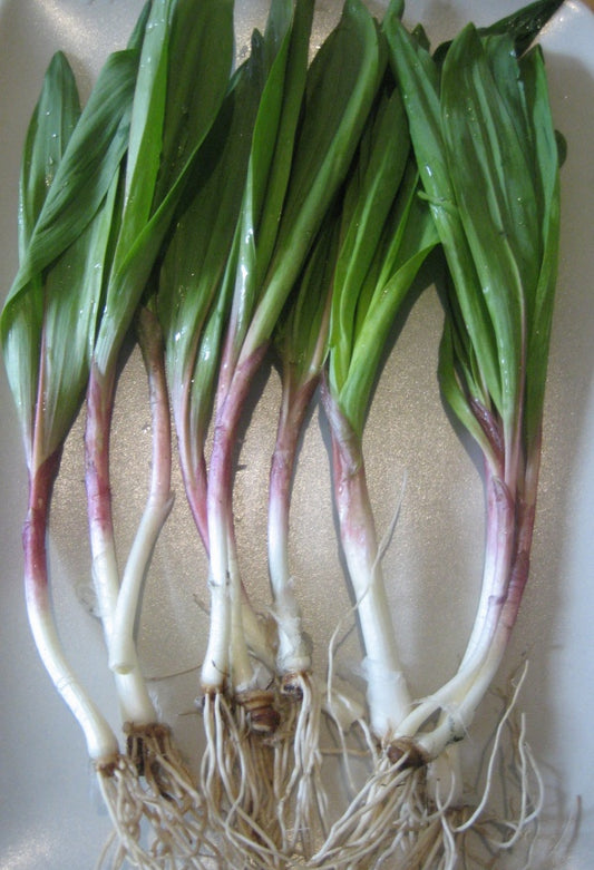 Spring Time is Ramp Soup Time
